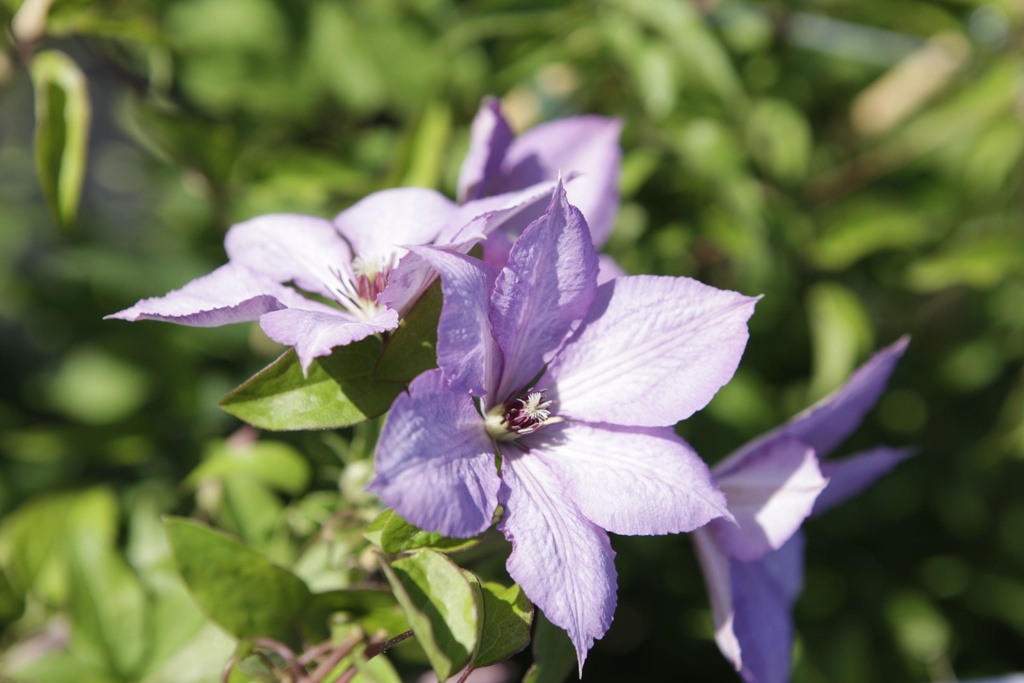 [CLPROTEU] Clematis 'Proteus'