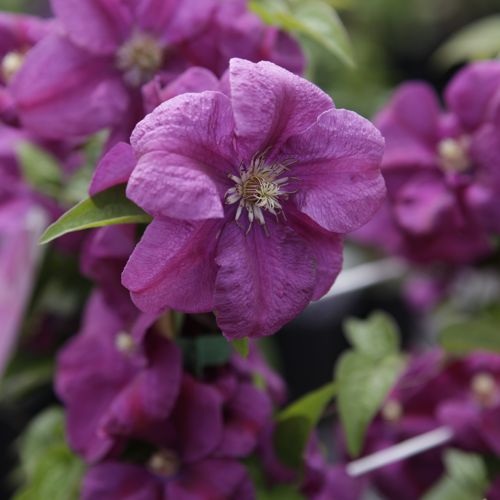 [CLRAHVAR] Clematis 'Rahvarinne'