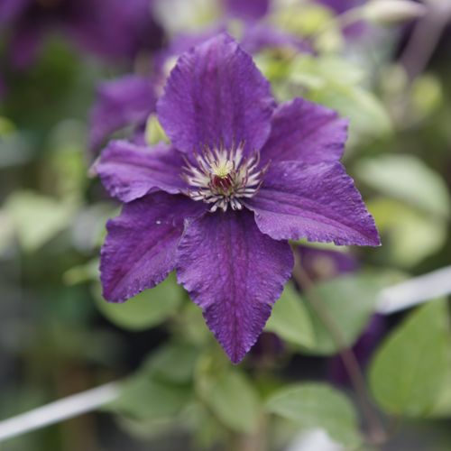 [CLRASPUT] Clematis 'Rasputin'