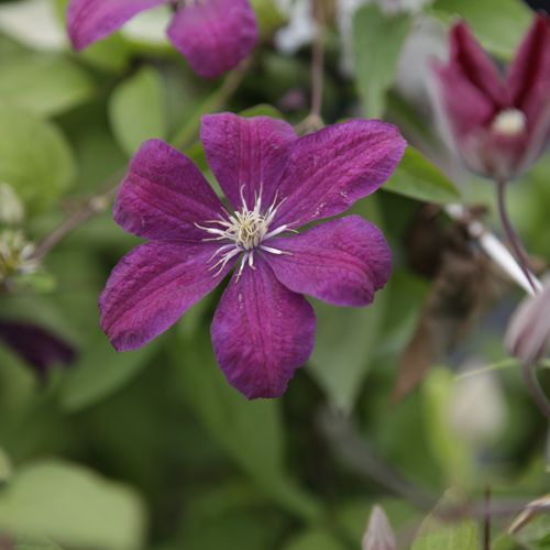 [CLRCARDI] Clematis 'Rouge Cardinal'