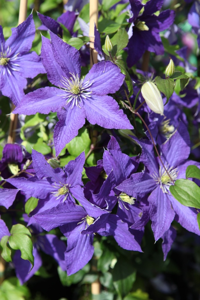 [CLRHAPSO] Clematis 'Rhapsody'