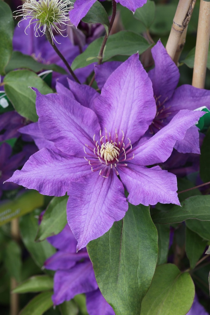 [CLRPENNE] Clematis 'Richard Pennell'
