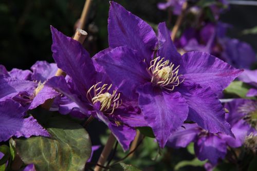 [CLRPENNE] Clematis 'Richard Pennell'
