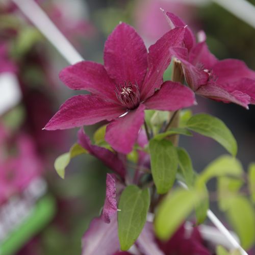 [CLRUEUET] Clematis 'Rüütel'
