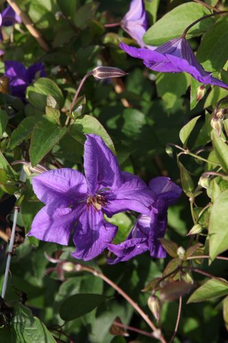[CLSEMU] Clematis 'Semu'