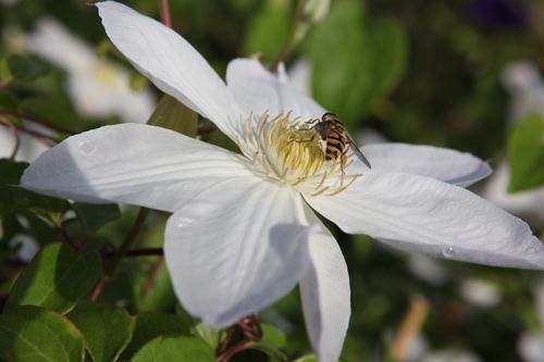 [CLSHIRAY] Clematis 'Shirayukihime'