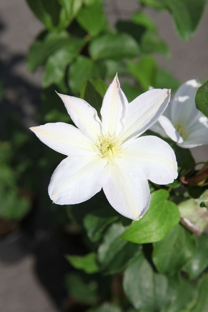 [CLSHIRAY] Clematis 'Shirayukihime'