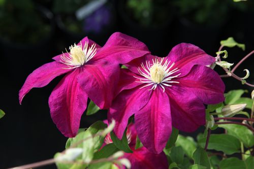 [CLSUNSET] Clematis 'Sunset'