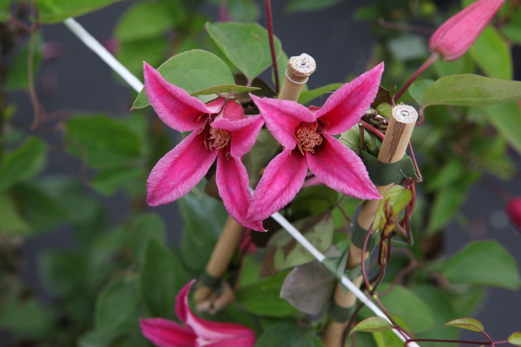 [CLTPDIAN] Clematis texensis 'Princess Diana'