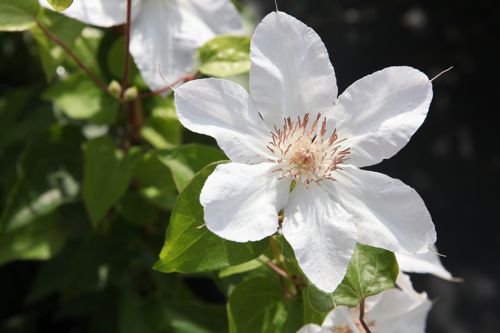[CLVDAAM] Clematis 'Valge Daam'