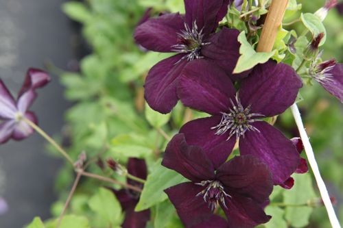 [CLVDEYES] Clematis viticella 'Dark Eyes'