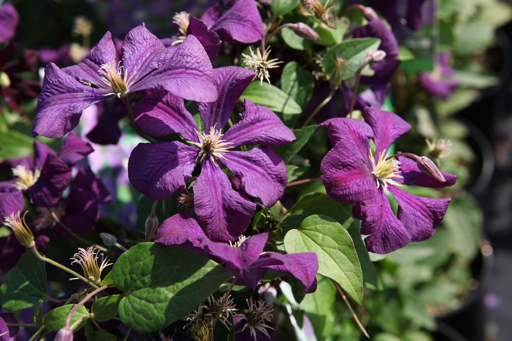 CLVEVIOL