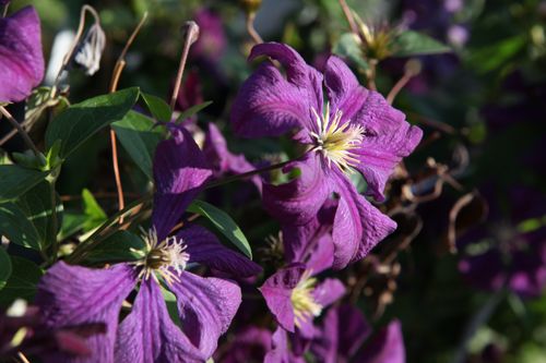[CLVEVIOL] Clematis viticella 'Etoile Violette'