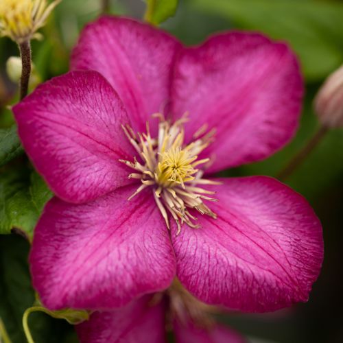 [CLVLYON] Clematis 'Ville de Lyon'