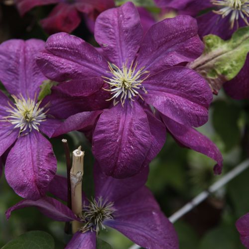 [CLVOLUCE] Clematis 'Voluceau'