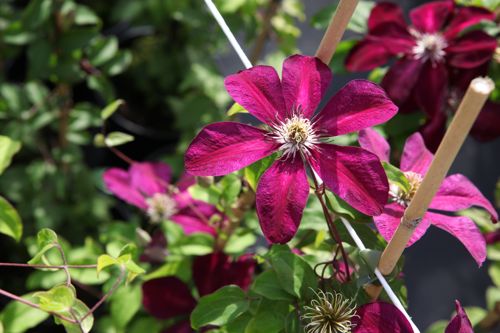 [CLWESTER] Clematis 'Westerplatte'