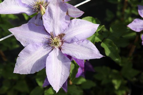 [CLXERXES] Clematis 'Xerxes'