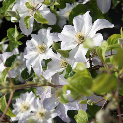 [CLYUKIKO] Clematis 'Yukikomachi'