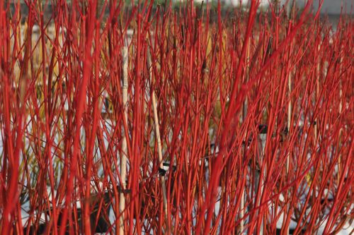 [COASIBIR] Cornus alba 'Sibirica'