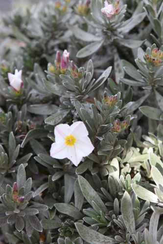 [COCNEORU] Convolvulus cneorum