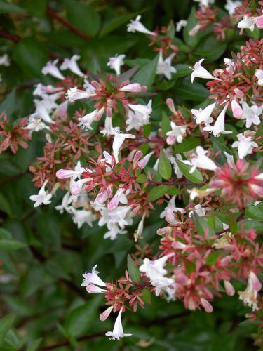 [ABGRANDI] Abelia grandiflora