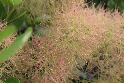 [COCYLADY] Cotinus coggygria 'Young Lady' (PBR)