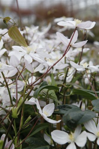 [CLAABLOS] Clematis armandii 'Apple Blossom'