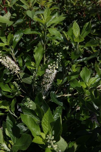 [CLAHUMMN] Clethra alnifolia 'Hummingbird'