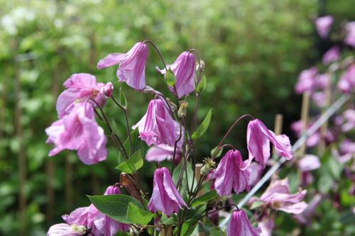 [CLALJONU] Clematis 'Aljonushka'