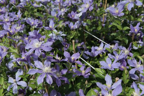 [CLARABEL] Clematis 'Arabella'