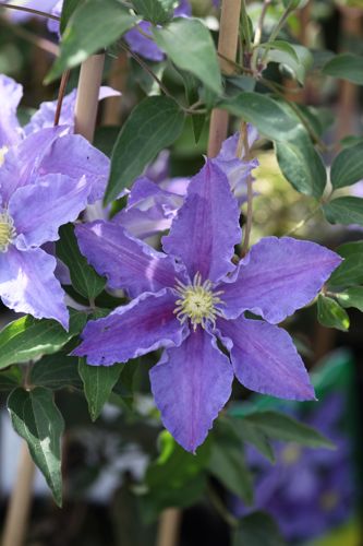 [CLASAO] Clematis 'Asao'