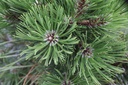 PIHMALIN_20160725140705_xlarge.jpeg