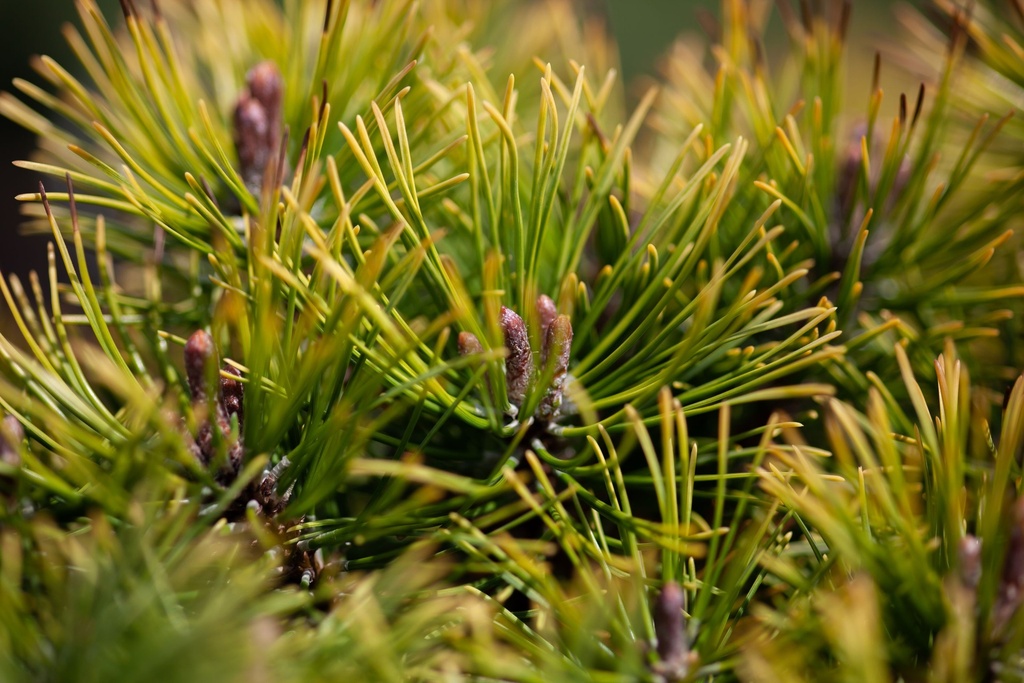 PIMOPHIR_20200818135355_xlarge.jpeg