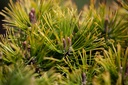 PIMOPHIR_20200818135355_xlarge.jpeg