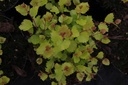 BENGTREA_20140507130939_xlarge.jpeg