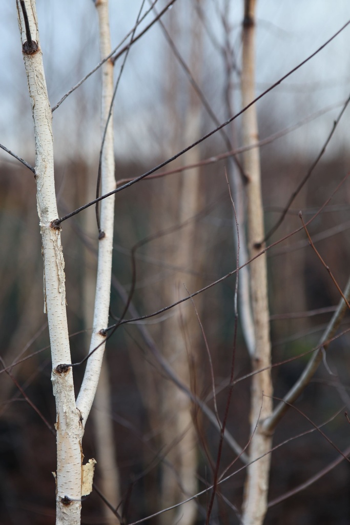BEPENDUL_20110118152550_xlarge.jpeg