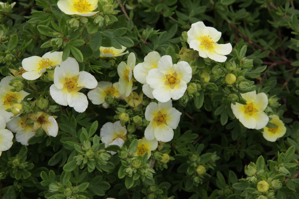 POFLIMEL_20140617100322_xlarge.jpeg