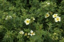 POFLIMEL_20130626143047_xlarge.jpeg