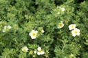 POFLIMEL_20130626143042_xlarge.jpeg