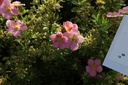 POFLPINK_20130924164810_xlarge.jpeg