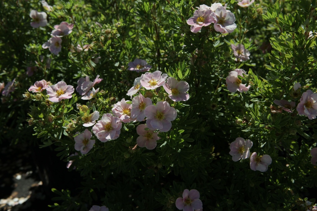 POFLPINK_20130801160653_xlarge.jpeg