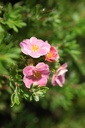 POFPPARA_20120915145105_xlarge.jpeg