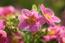 POFPPARA_20120727102204_xlarge.jpeg