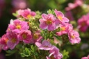 POFPPARA_20120727102157_xlarge.jpeg