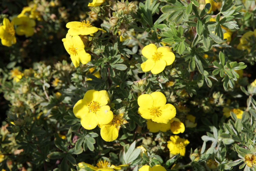 POFSOMME_20150805112059_xlarge.jpeg