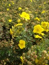 POFSOMME_20090911113810_xlarge.jpeg