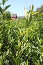 PRLCAUCA_20160824142553_xlarge.jpeg