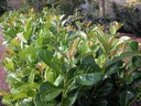 PRLETNA_20070812091825_xlarge.jpeg