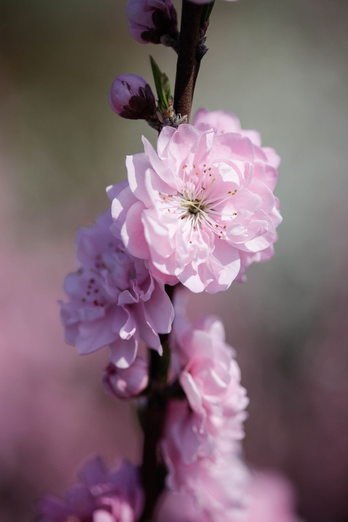 PRTPINK_20180420130553_xlarge.jpeg