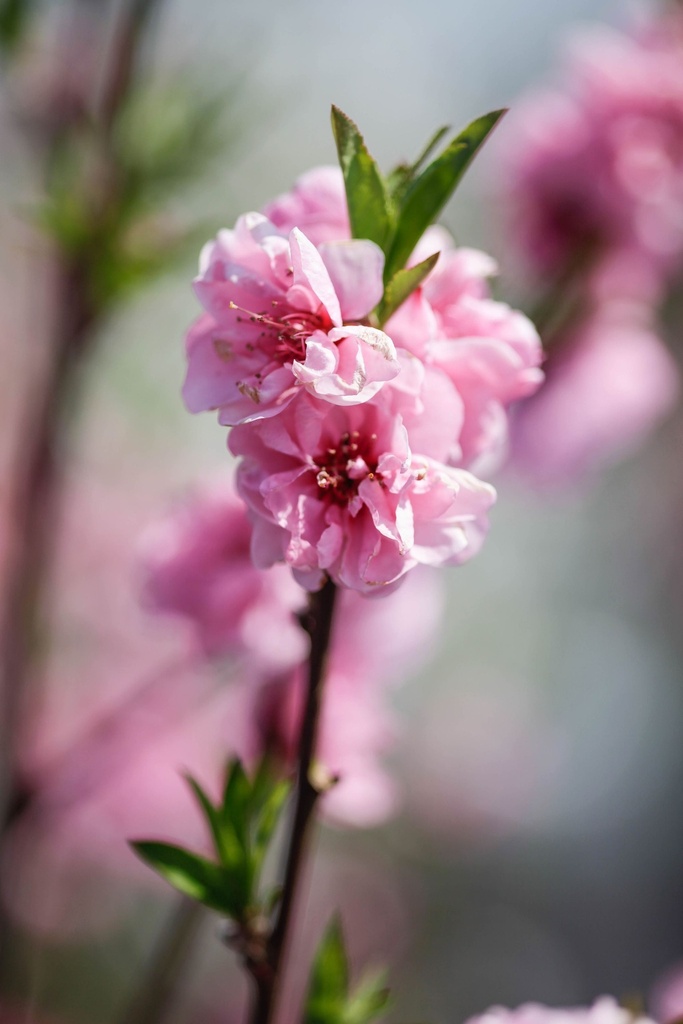 PRTPINK_20180420130536_xlarge.jpeg